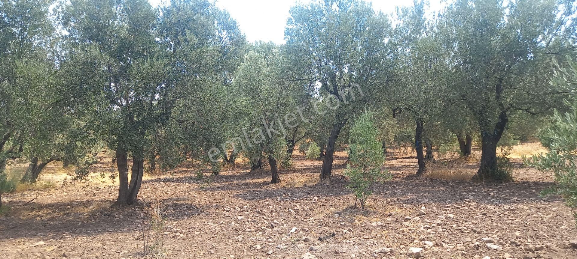 Manisa Saruhanlı Da Satılık 3.800 M2 Bakımlı Zeytinlik 1.300.000 Tl - Görsel 27