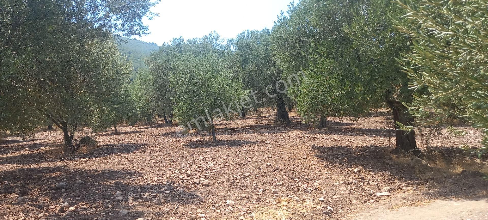 Manisa Saruhanlı Da Satılık 3.800 M2 Bakımlı Zeytinlik 1.300.000 Tl - Görsel 20