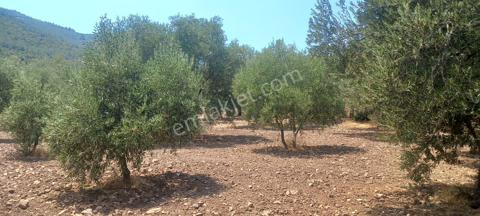 Manisa Saruhanlı Da Satılık 3.800 M2 Bakımlı Zeytinlik 1.300.000 Tl - Görsel 6