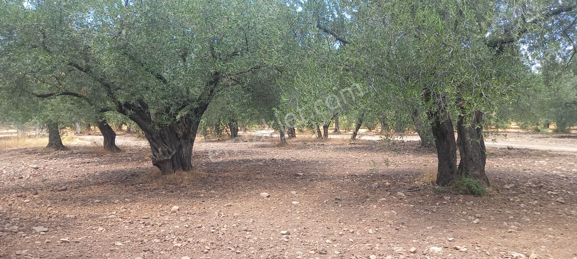 Manisa Saruhanlı Da Satılık 3.800 M2 Bakımlı Zeytinlik 1.300.000 Tl - Görsel 16