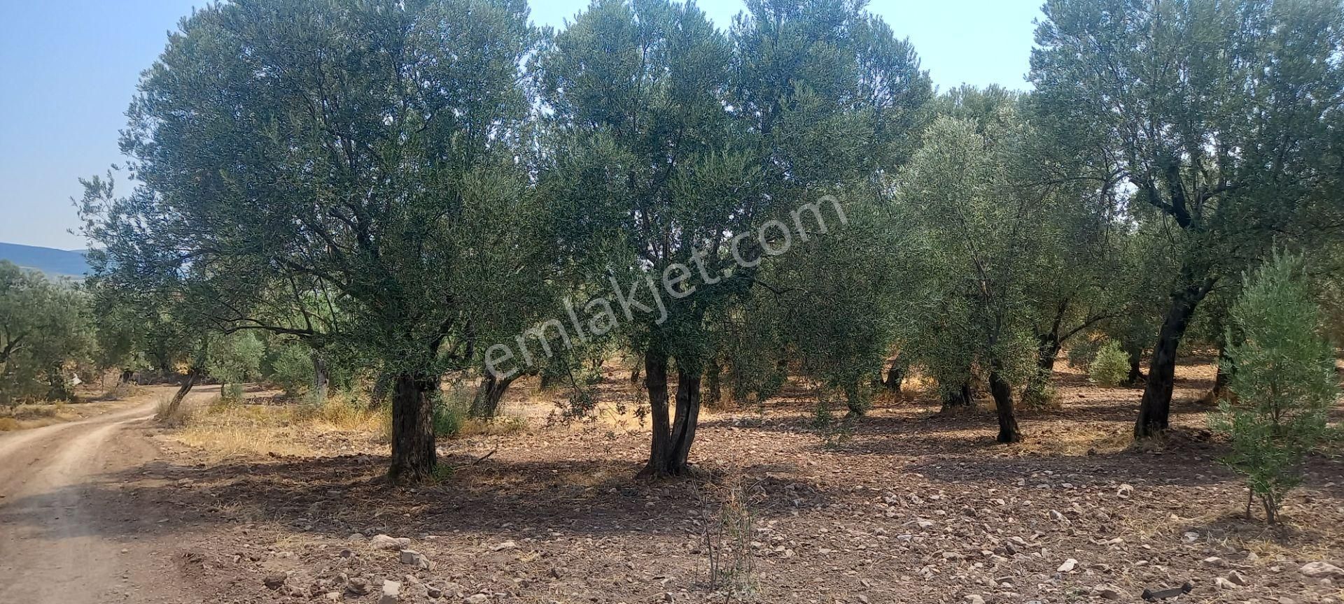 Manisa Saruhanlı Da Satılık 3.800 M2 Bakımlı Zeytinlik 1.300.000 Tl - Görsel 14