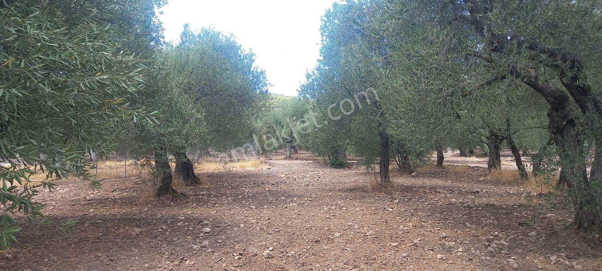 Manisa Saruhanlı Da Satılık 3.800 M2 Bakımlı Zeytinlik 1.300.000 Tl - Görsel 25