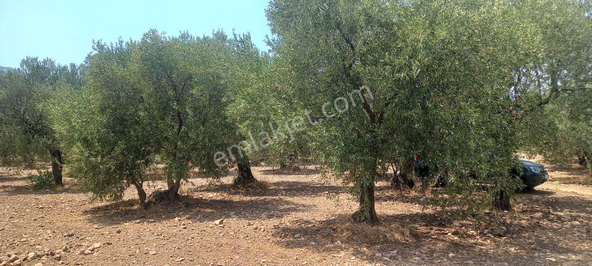 Manisa Saruhanlı Da Satılık 3.800 M2 Bakımlı Zeytinlik 1.300.000 Tl - Görsel 3