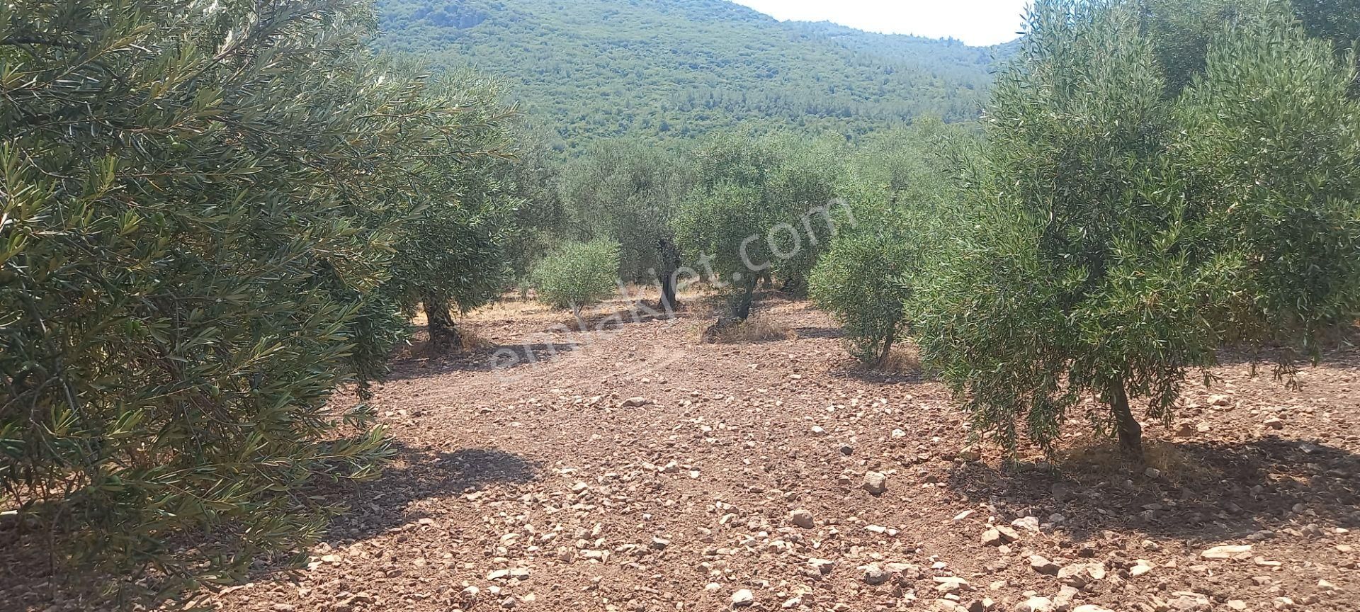 Manisa Saruhanlı Da Satılık 3.800 M2 Bakımlı Zeytinlik 1.300.000 Tl - Görsel 2