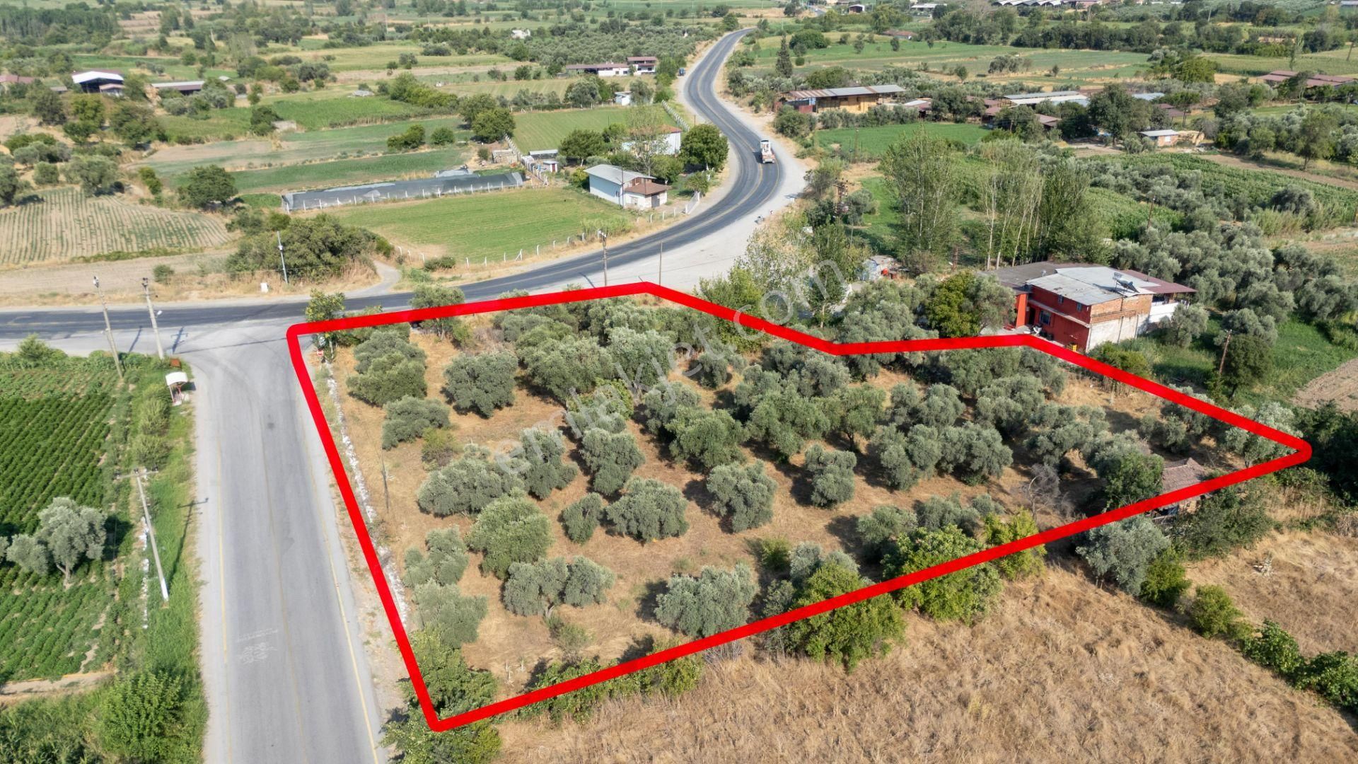 526 Aydın Bozdoğan Eymir Mahallesinde Satılık Köşe Konumlu Zeytinlik - Görsel 6