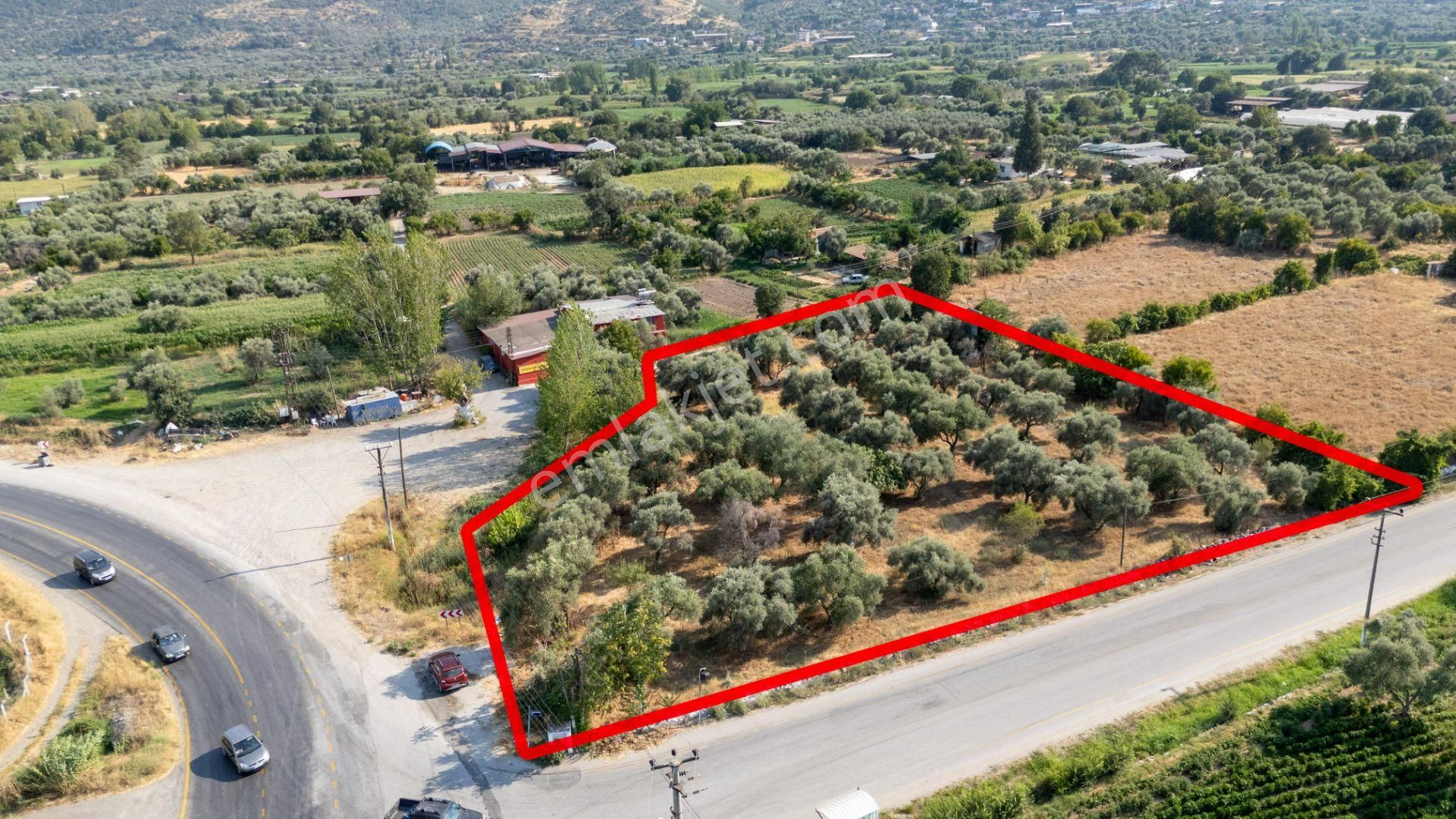 526 Aydın Bozdoğan Eymir Mahallesinde Satılık Köşe Konumlu Zeytinlik - Görsel 2
