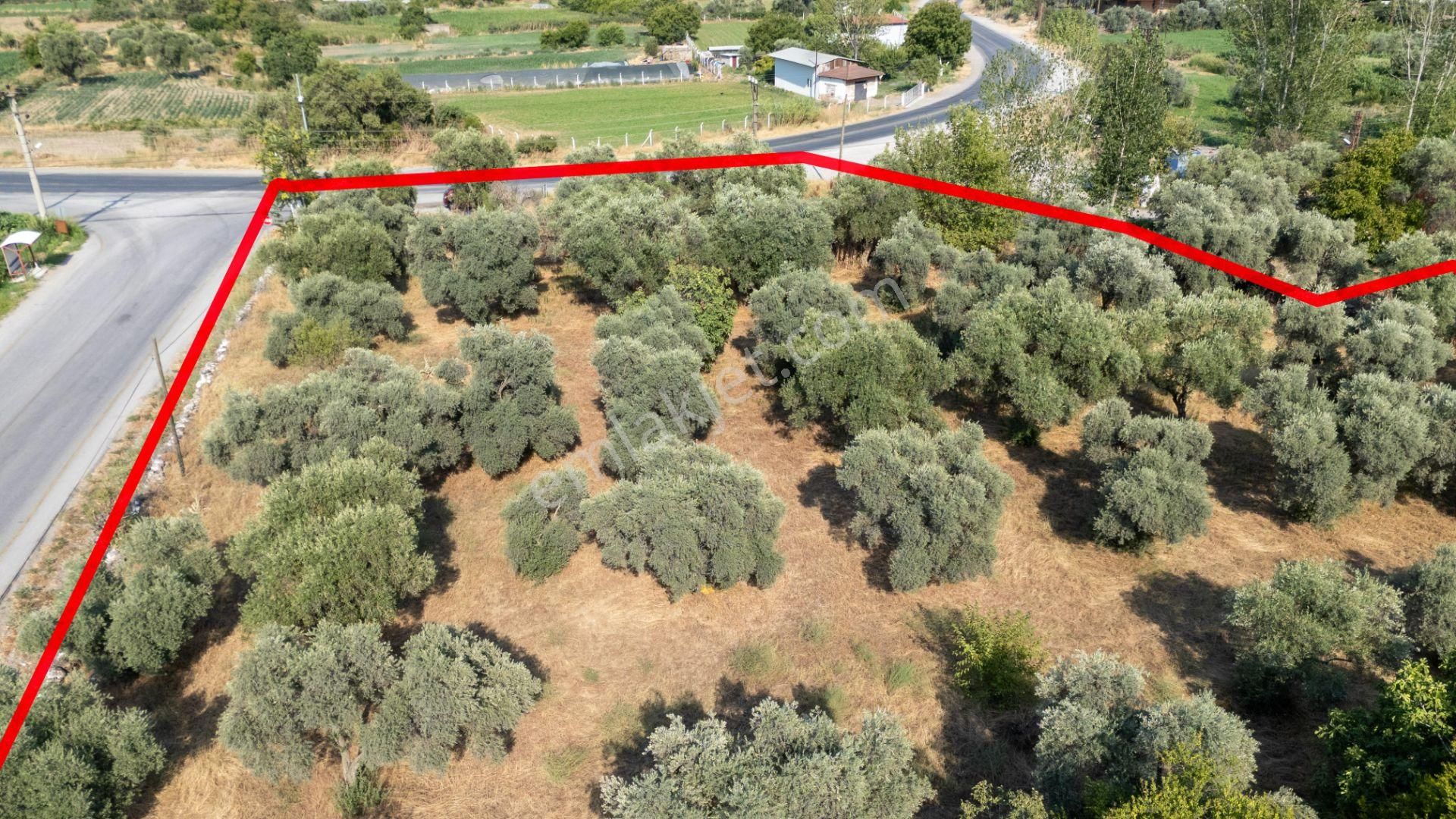 526 Aydın Bozdoğan Eymir Mahallesinde Satılık Köşe Konumlu Zeytinlik - Görsel 12