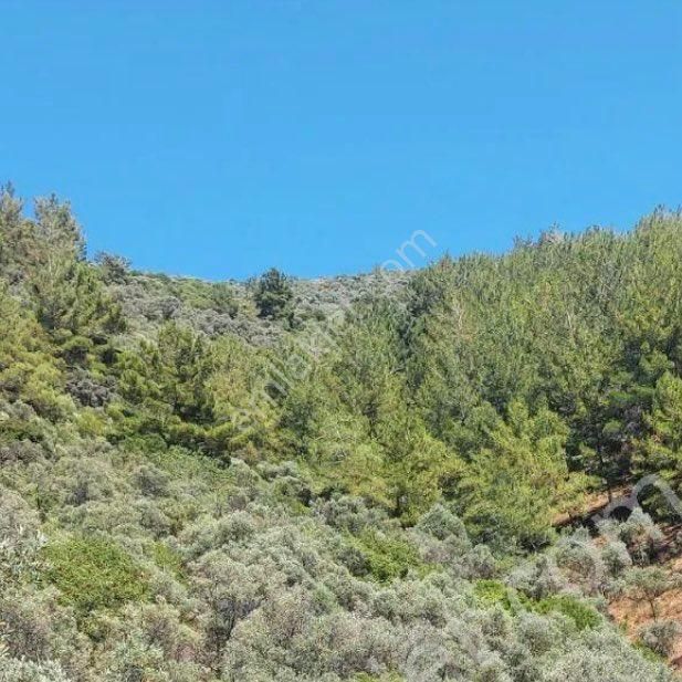 Torbalı Dirmil Mah Aileden Bölünme 16354 M2 Satılık Zeytinlik