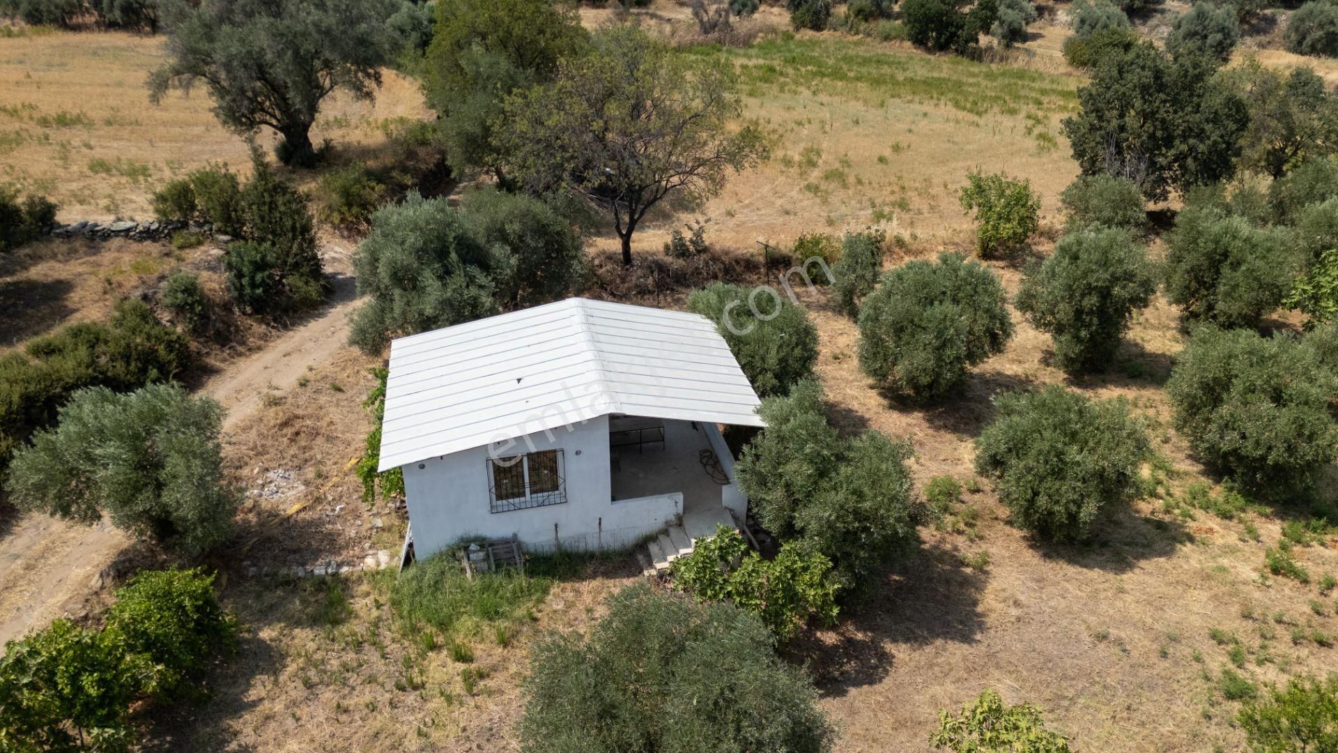 Bozdoğan Kılavuzlar Mahallesinde Satılık 2.200 M² Zeytinlik Ve Bahçe Evi - Görsel 3