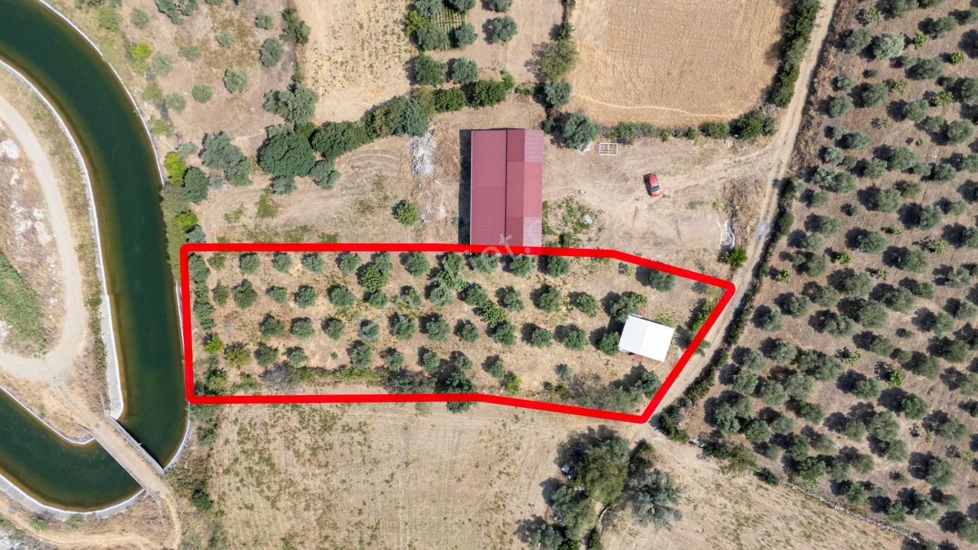 Bozdoğan Kılavuzlar Mahallesinde Satılık 2.200 M² Zeytinlik Ve Bahçe Evi - Görsel 5