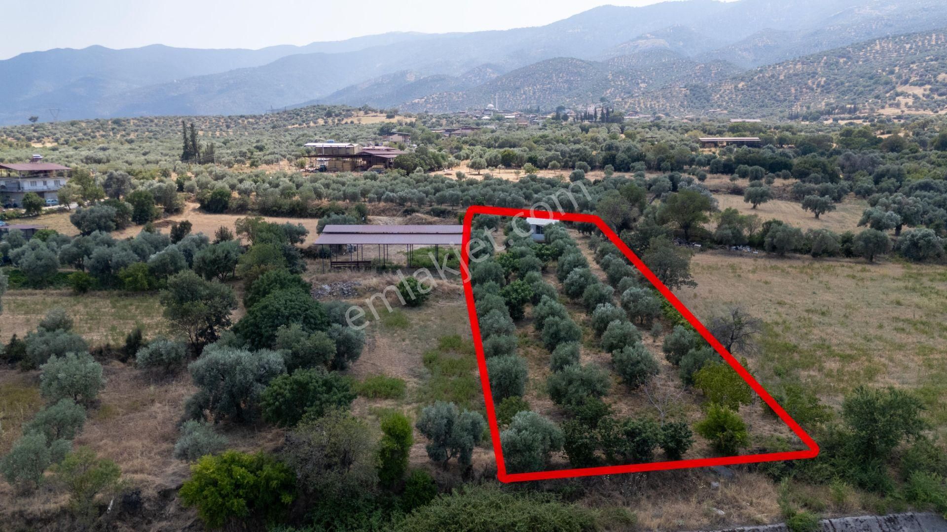 Bozdoğan Kılavuzlar Mahallesinde Satılık 2.200 M² Zeytinlik Ve Bahçe Evi - Görsel 2