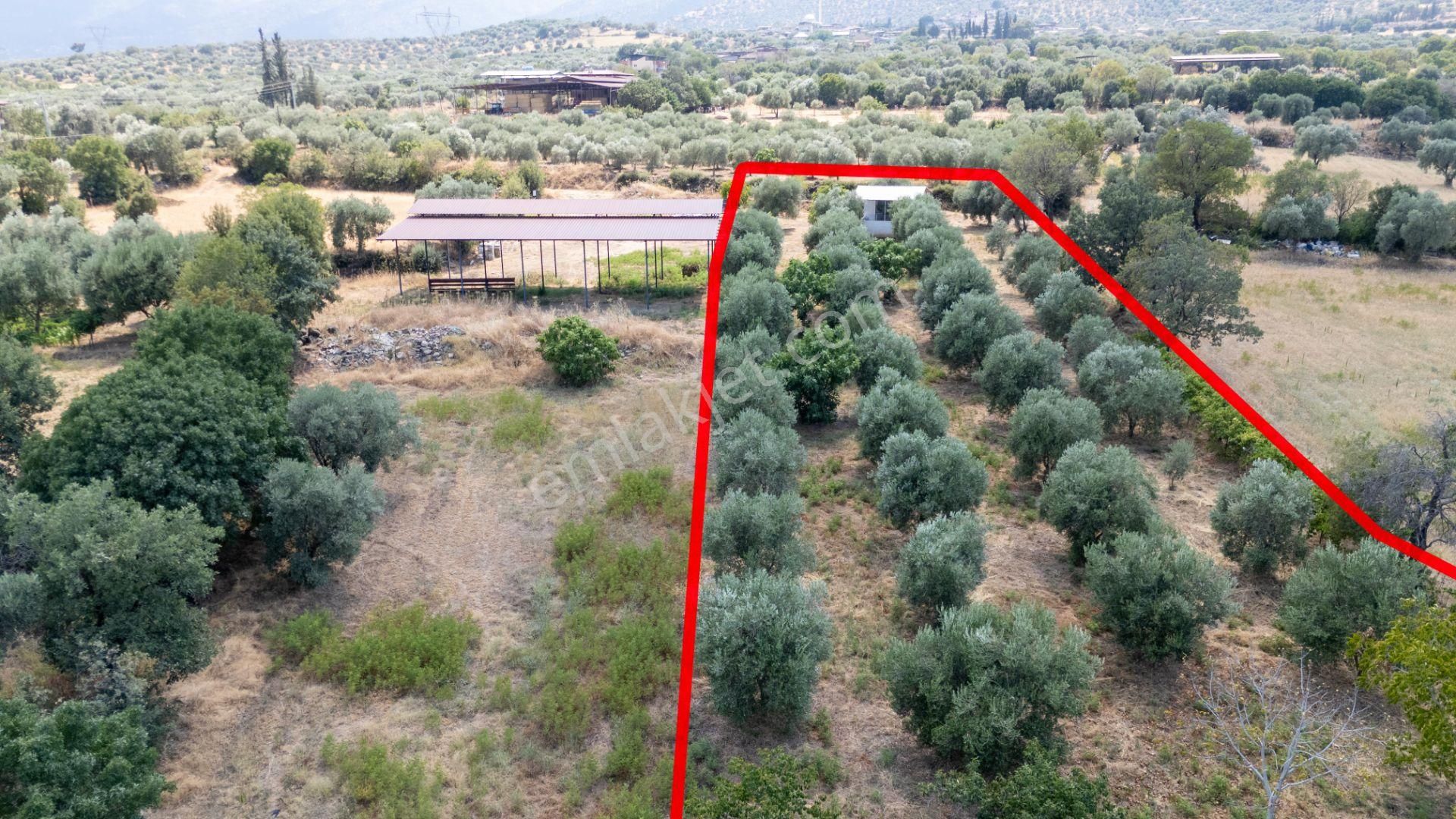 Bozdoğan Kılavuzlar Mahallesinde Satılık 2.200 M² Zeytinlik Ve Bahçe Evi - Görsel 6