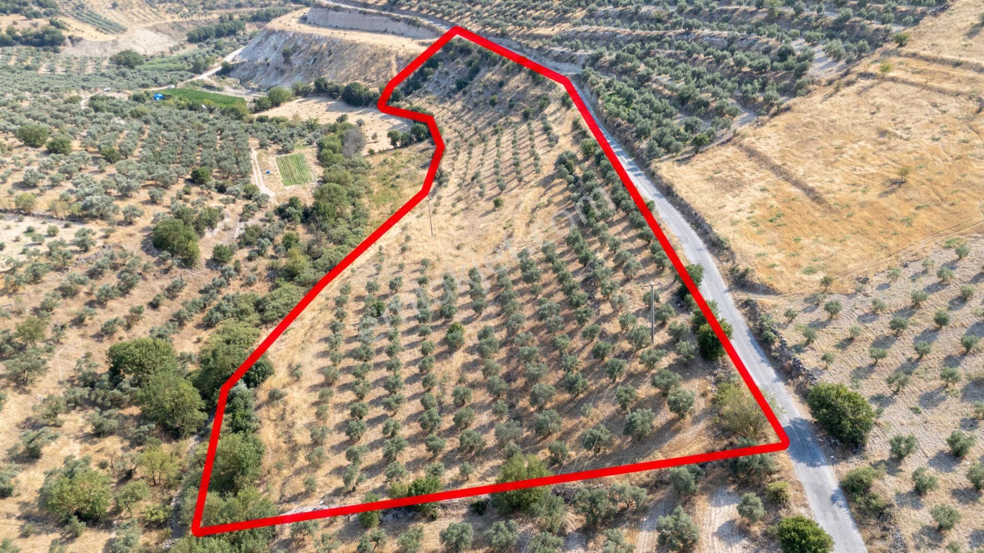 681 Bozdoğan Yazıkent Mahallesinde Satılık 15 Dönüm Zeytinlik - Görsel 2