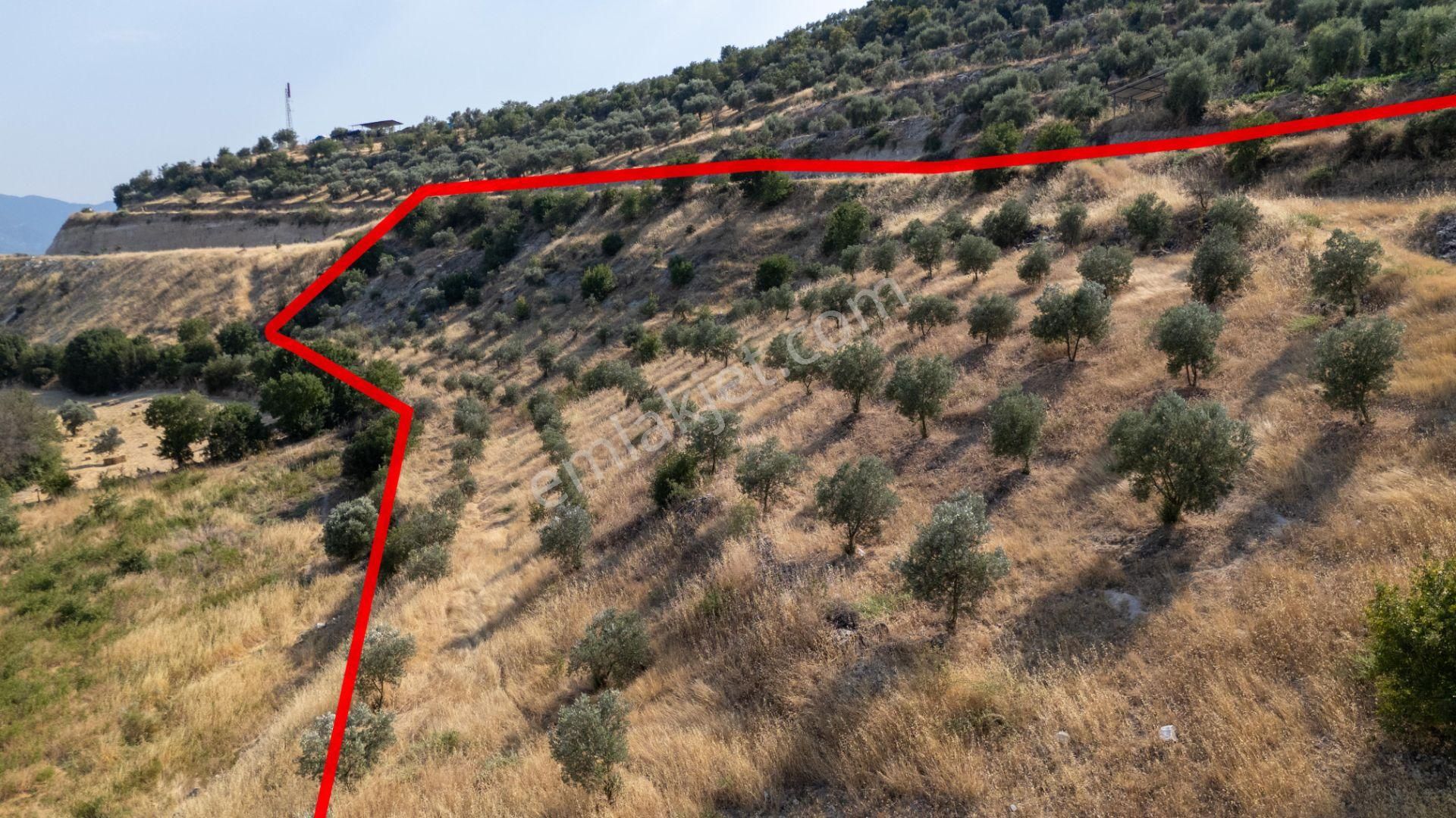 681 Bozdoğan Yazıkent Mahallesinde Satılık 15 Dönüm Zeytinlik - Görsel 4
