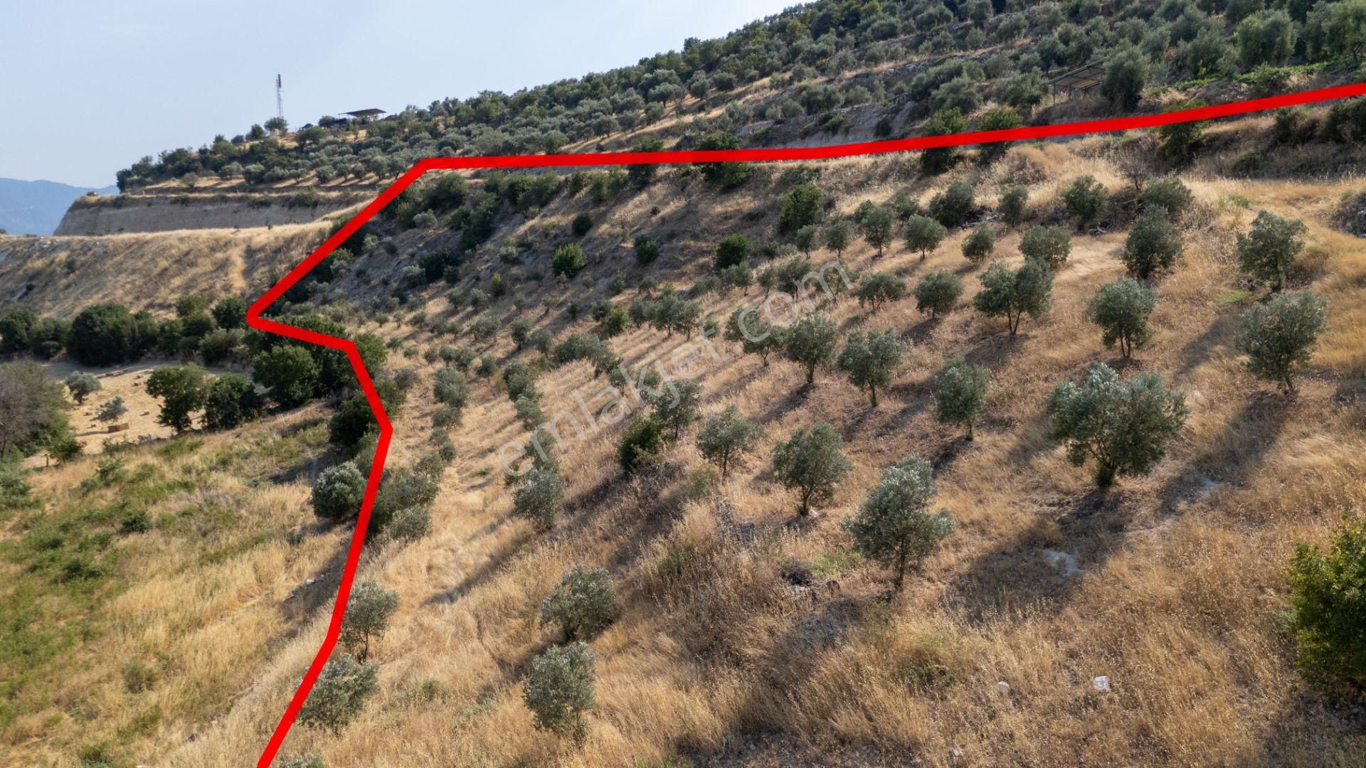 681 Bozdoğan Yazıkent Mahallesinde Satılık 15 Dönüm Zeytinlik - Görsel 5