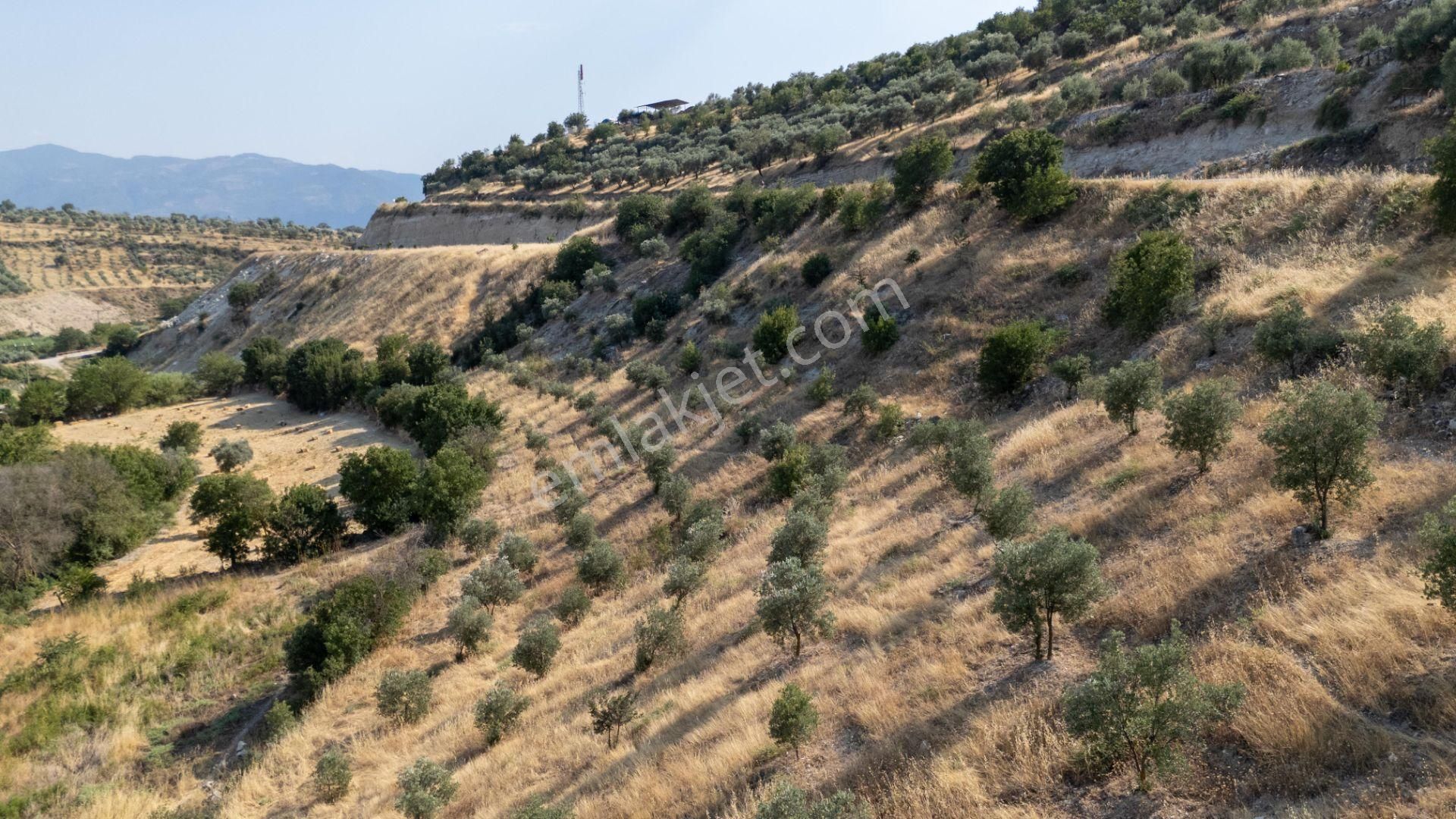681 Bozdoğan Yazıkent Mahallesinde Satılık 15 Dönüm Zeytinlik - Görsel 6