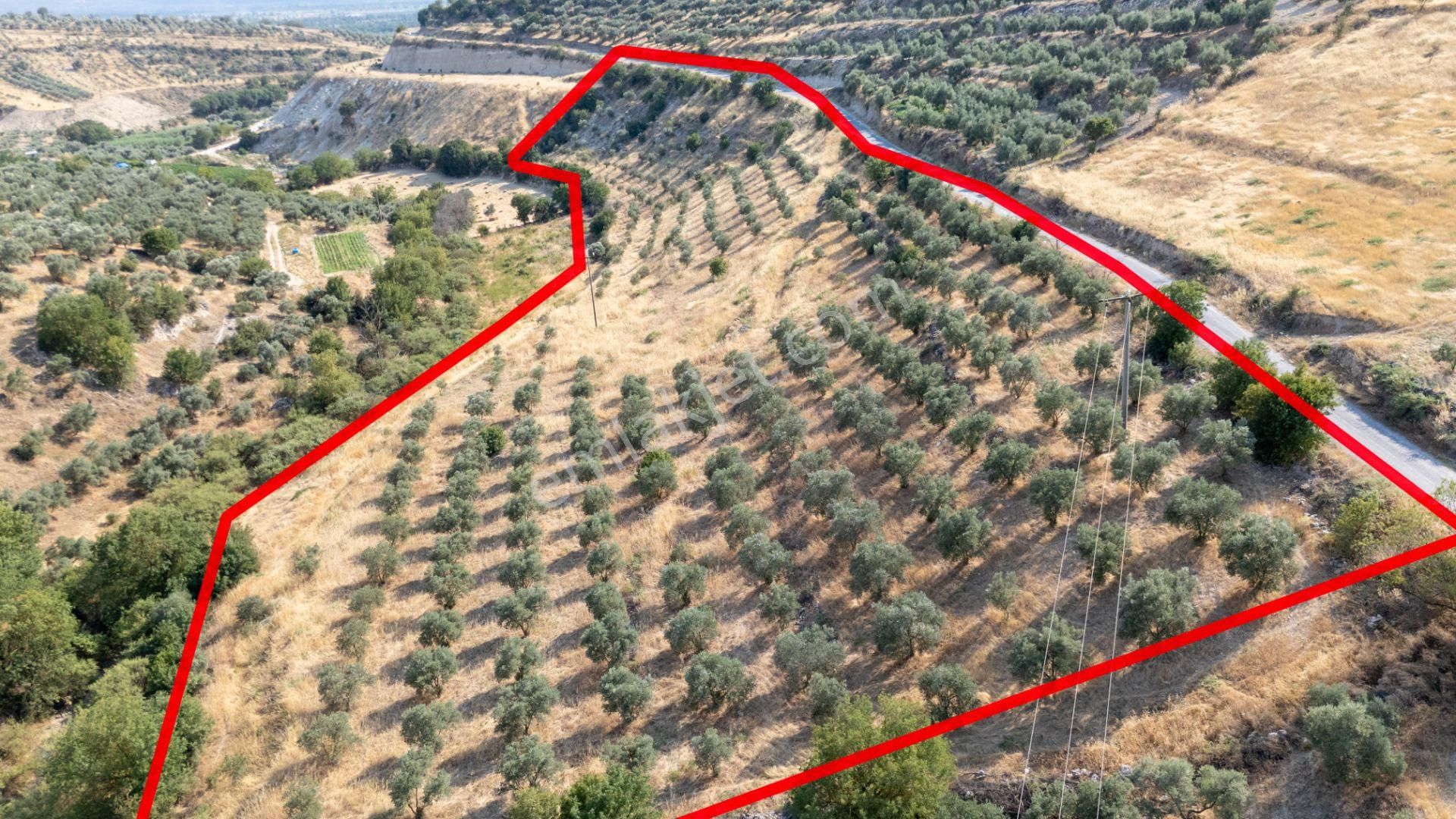 681 Bozdoğan Yazıkent Mahallesinde Satılık 15 Dönüm Zeytinlik - Görsel 3