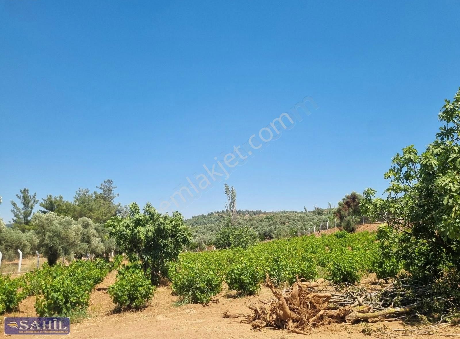 Gökce Alanda Muhteşem Çiflik İcin Üzüm İncir Zeytin 8500 Mkare