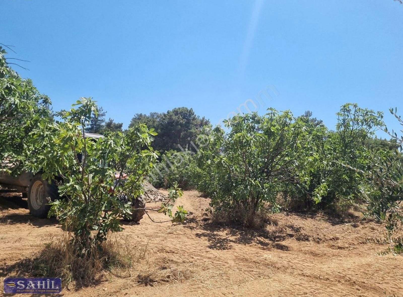 Gökce Alanda Muhteşem Çiflik İcin Üzüm İncir Zeytin 8500 Mkare - Görsel 9