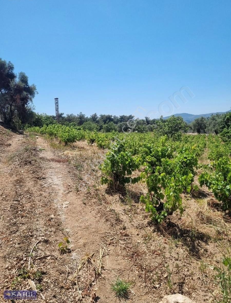 Gökce Alanda Muhteşem Çiflik İcin Üzüm İncir Zeytin 8500 Mkare - Görsel 6