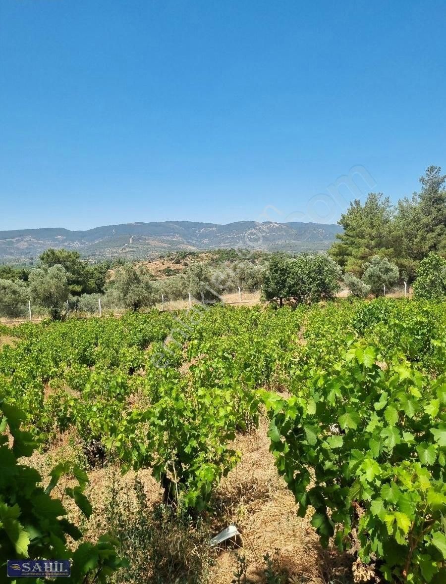 Gökce Alanda Muhteşem Çiflik İcin Üzüm İncir Zeytin 8500 Mkare - Görsel 10