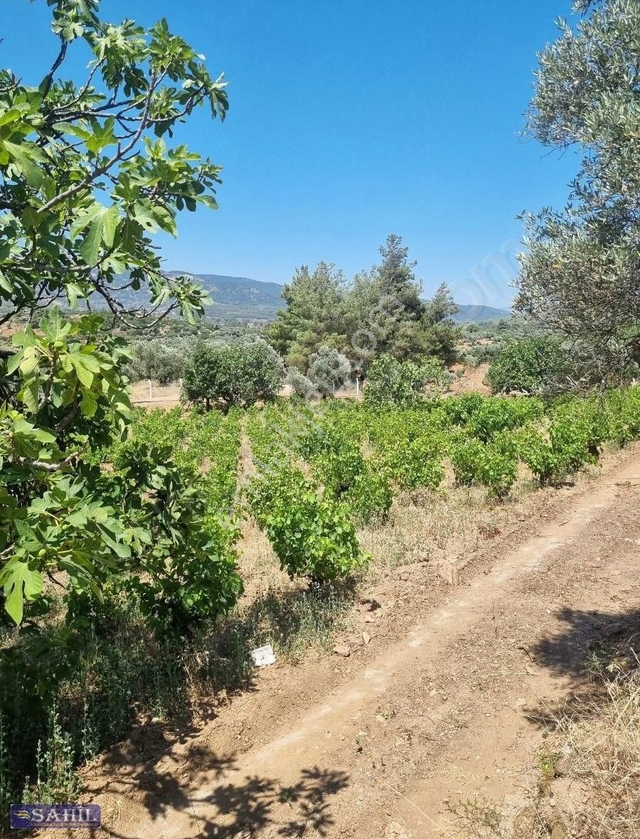 Gökce Alanda Muhteşem Çiflik İcin Üzüm İncir Zeytin 8500 Mkare - Görsel 3