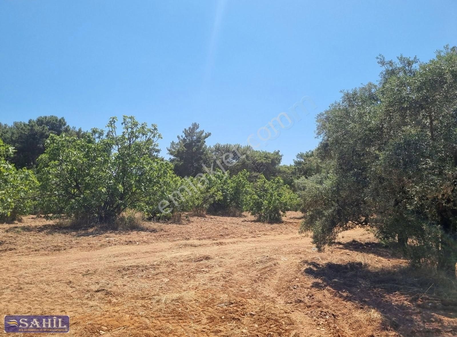 Gökce Alanda Muhteşem Çiflik İcin Üzüm İncir Zeytin 8500 Mkare - Görsel 8