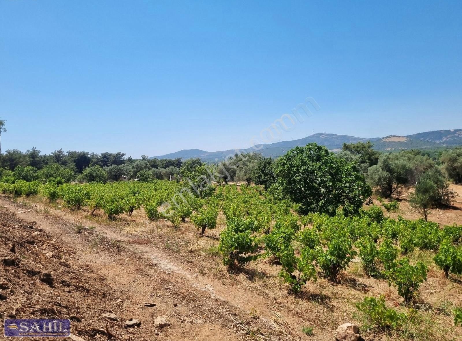 Gökce Alanda Muhteşem Çiflik İcin Üzüm İncir Zeytin 8500 Mkare - Görsel 4