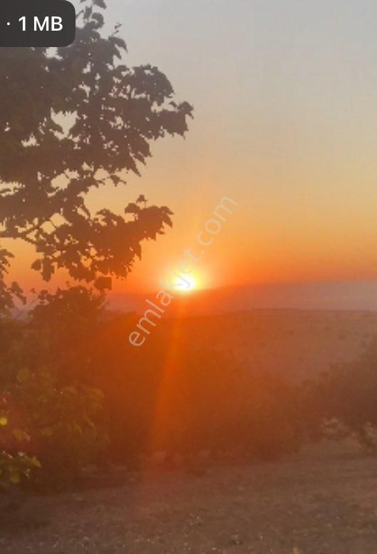 Satılık Arazı Çeşitli Meyve Ağaçlar