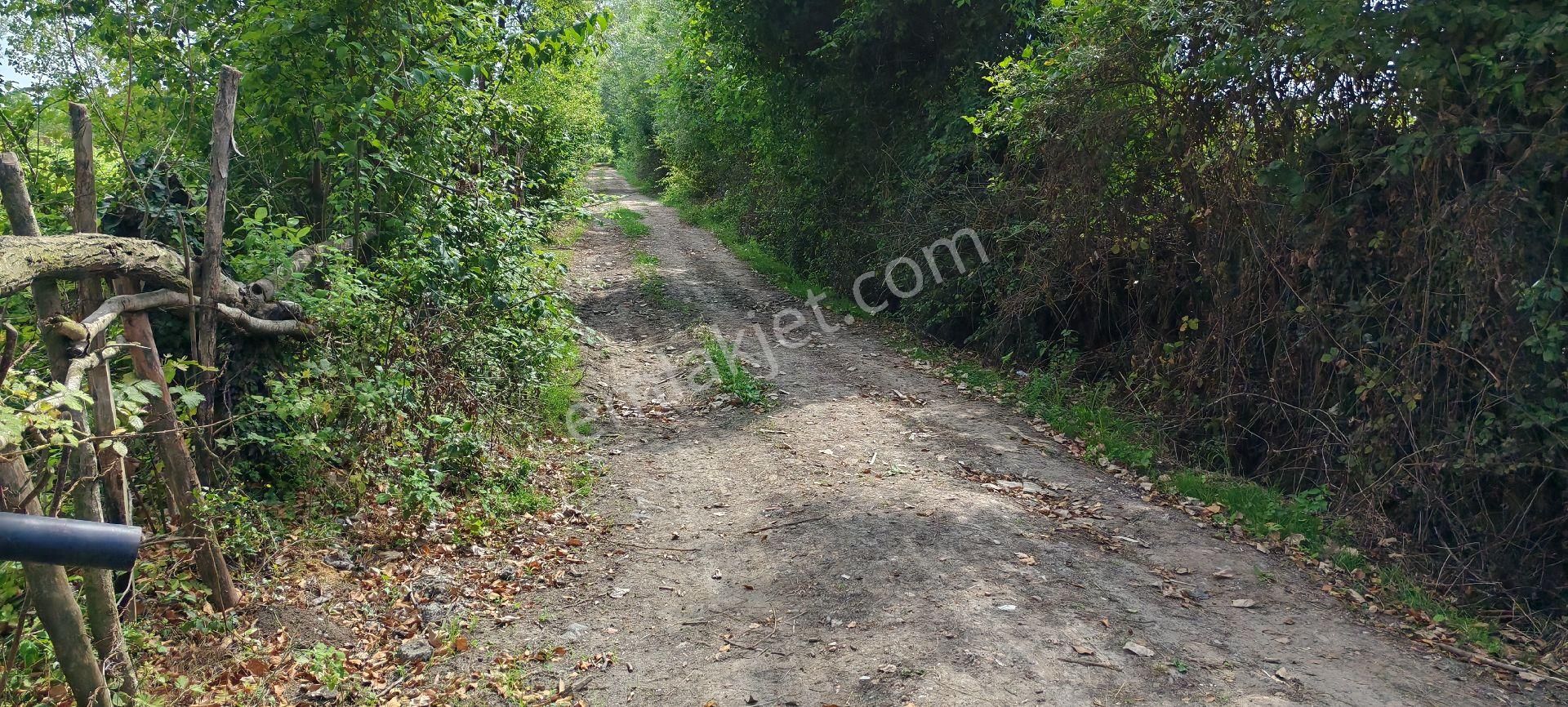 Samsun Terme Cangallar Da Takas Uykun Satilik Büyük Tarla - Görsel 9