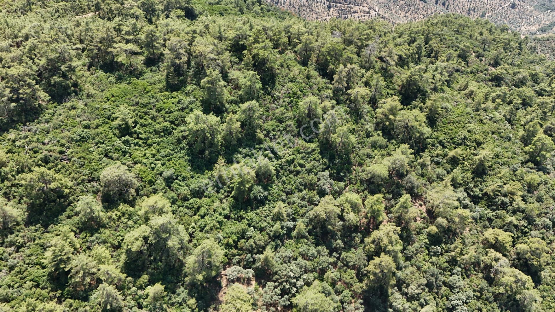 Milas Hacıahmetler 6.611m2 Zeytinlik Yolu Açık Bakımlı Zeytinlik - Görsel 16