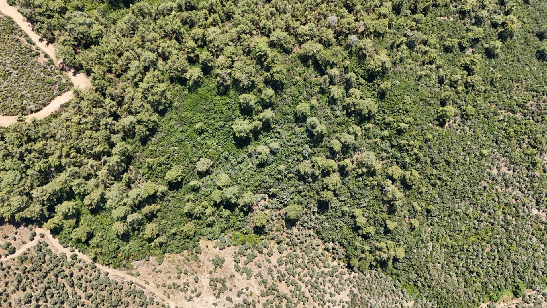 Milas Hacıahmetler 6.611m2 Zeytinlik Yolu Açık Bakımlı Zeytinlik - Görsel 14