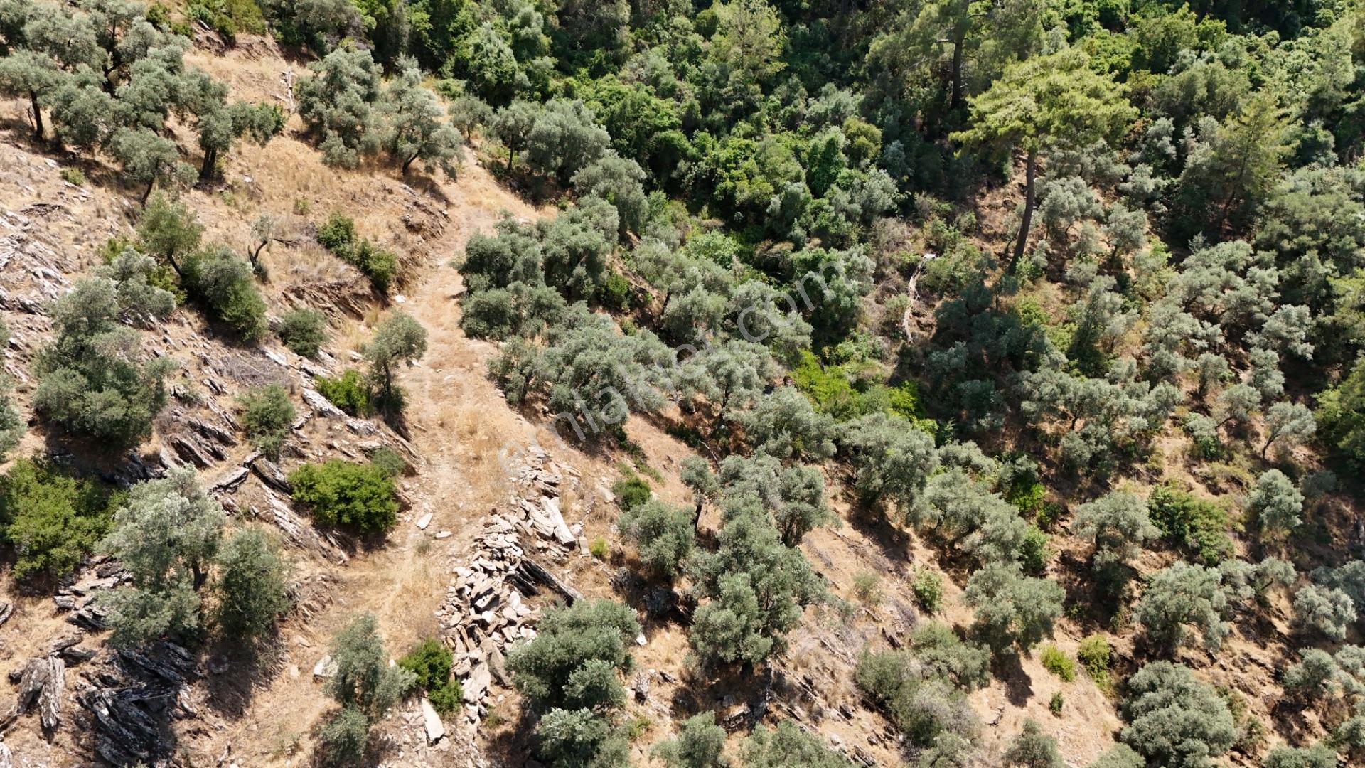 Milas Hacıahmetler 6.611m2 Zeytinlik Yolu Açık Bakımlı Zeytinlik - Görsel 23