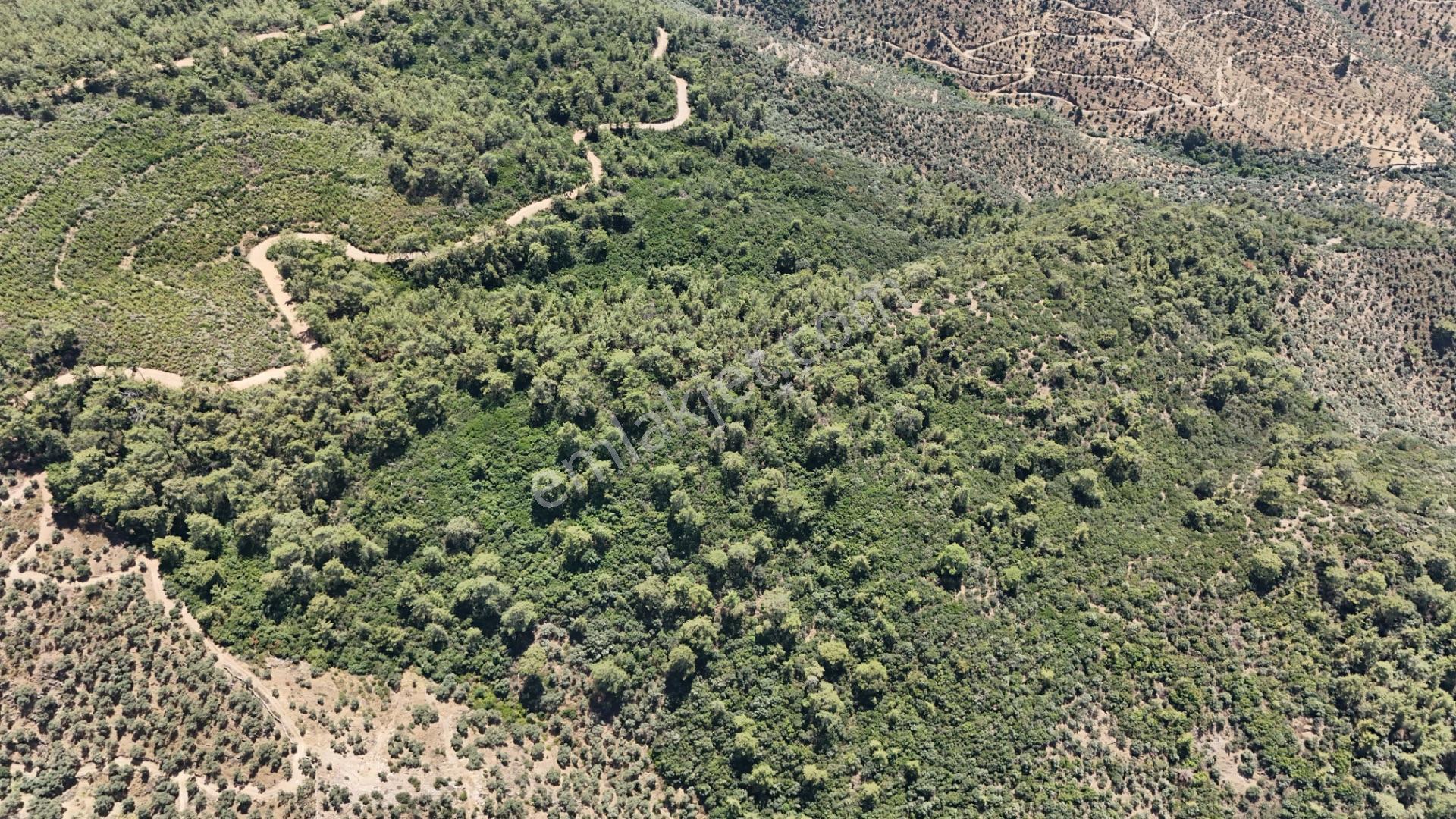 Milas Hacıahmetler 6.611m2 Zeytinlik Yolu Açık Bakımlı Zeytinlik - Görsel 3