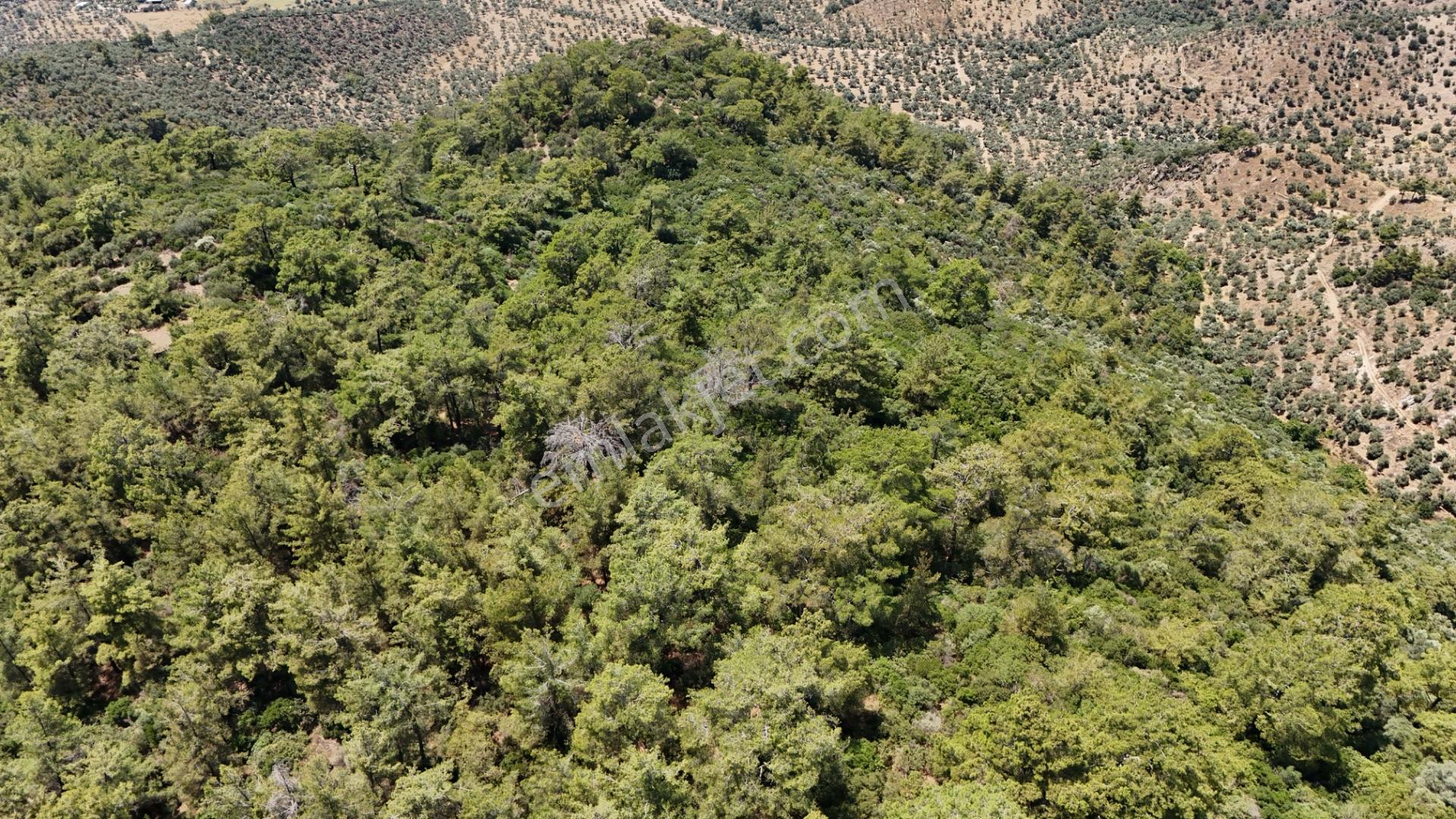Milas Hacıahmetler 6.611m2 Zeytinlik Yolu Açık Bakımlı Zeytinlik - Görsel 9