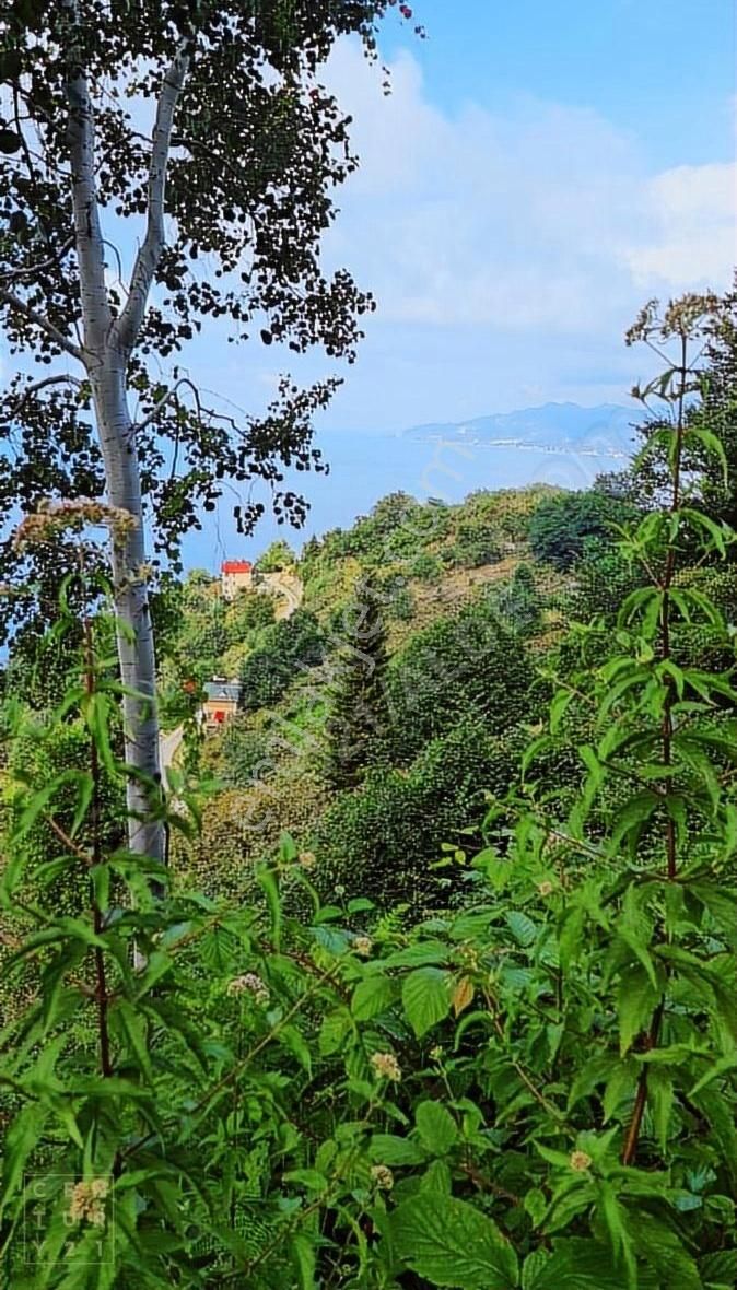 Espiye Gülburnu 9250 M2 Bungalov'a Uygun Deniz Manzaralı