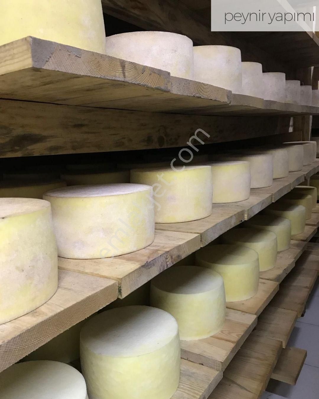 21 Dönüme Kurulu Ruhsatlı Çiftlik - Görsel 2