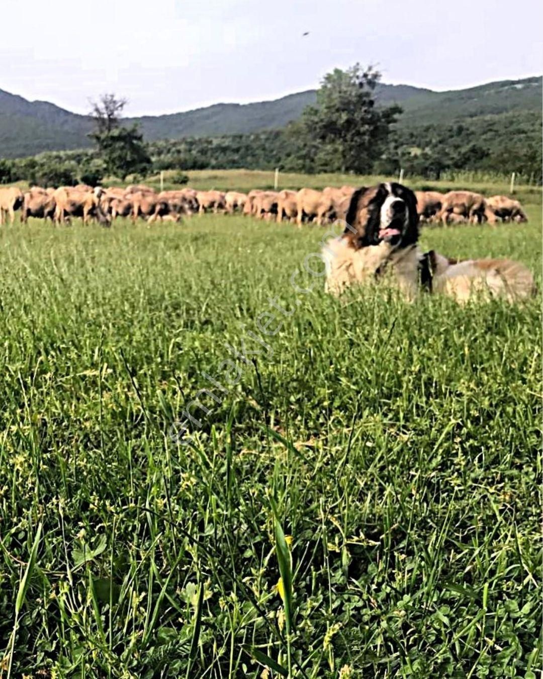 21 Dönüme Kurulu Ruhsatlı Çiftlik - Görsel 11