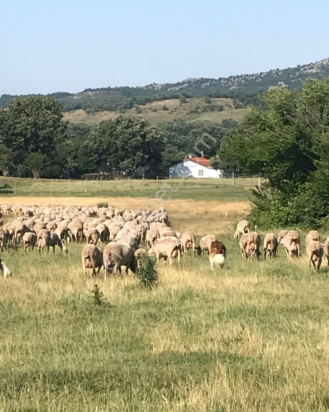 21 Dönüme Kurulu Ruhsatlı Çiftlik