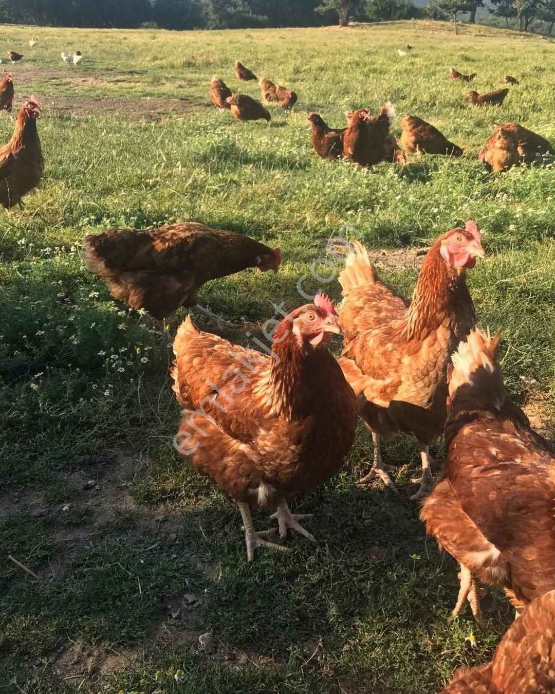 21 Dönüme Kurulu Ruhsatlı Çiftlik - Görsel 18