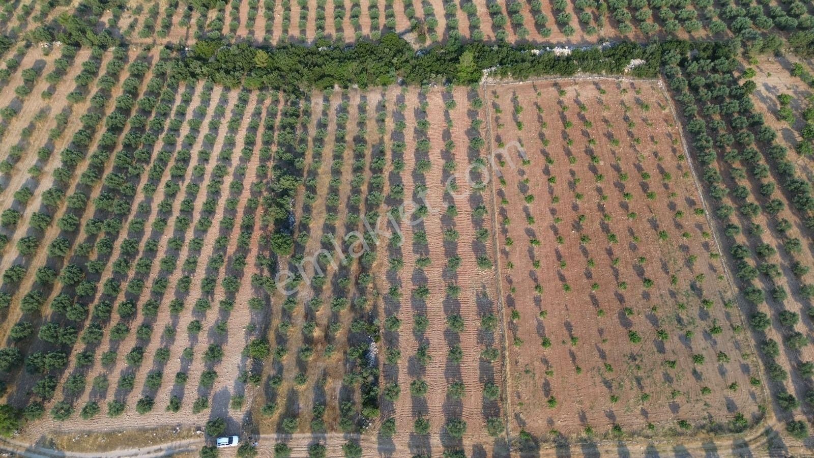 Acil Fiyat Düştü Yatırımlık Satılık Zeytinlik - Görsel 13