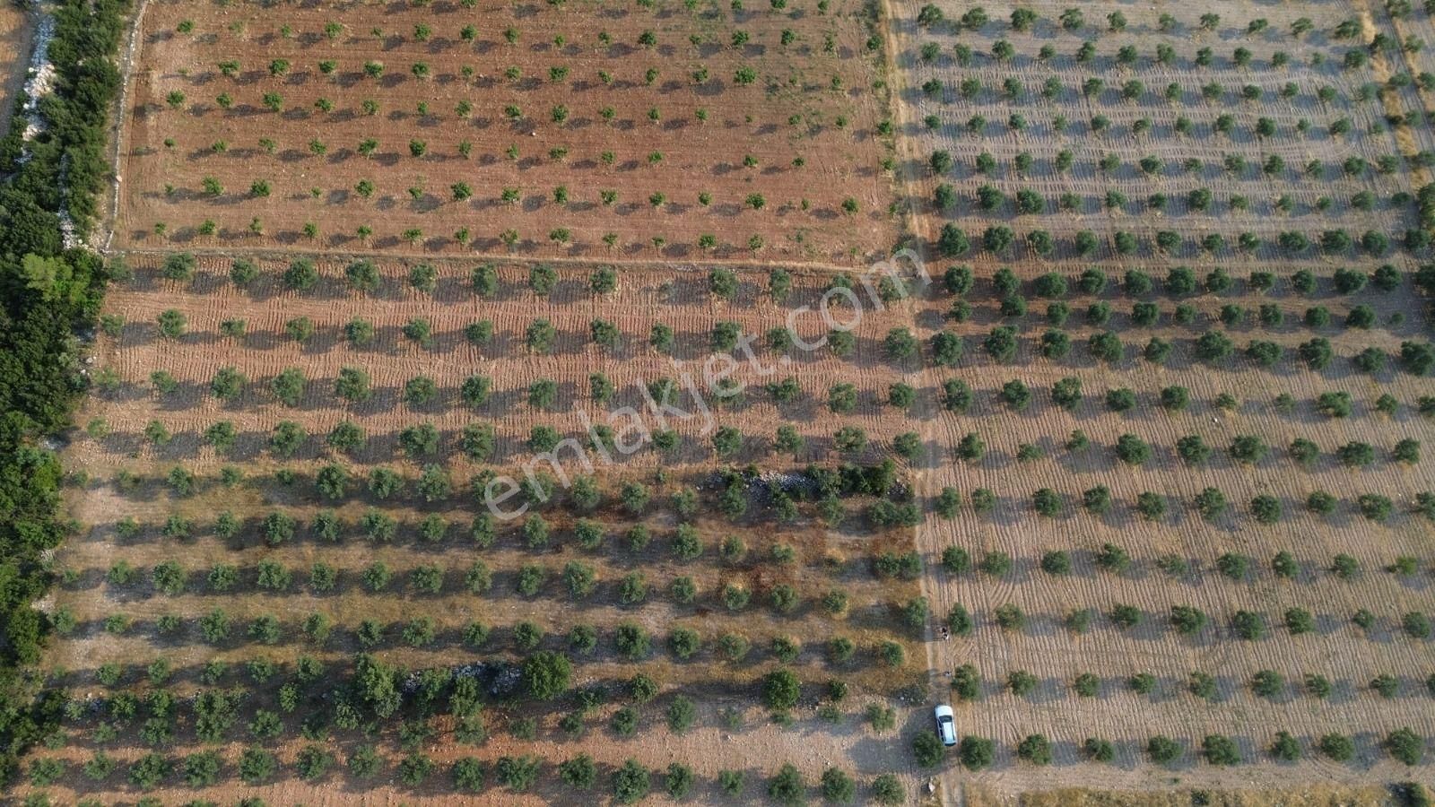 Acil Fiyat Düştü Yatırımlık Satılık Zeytinlik - Görsel 15