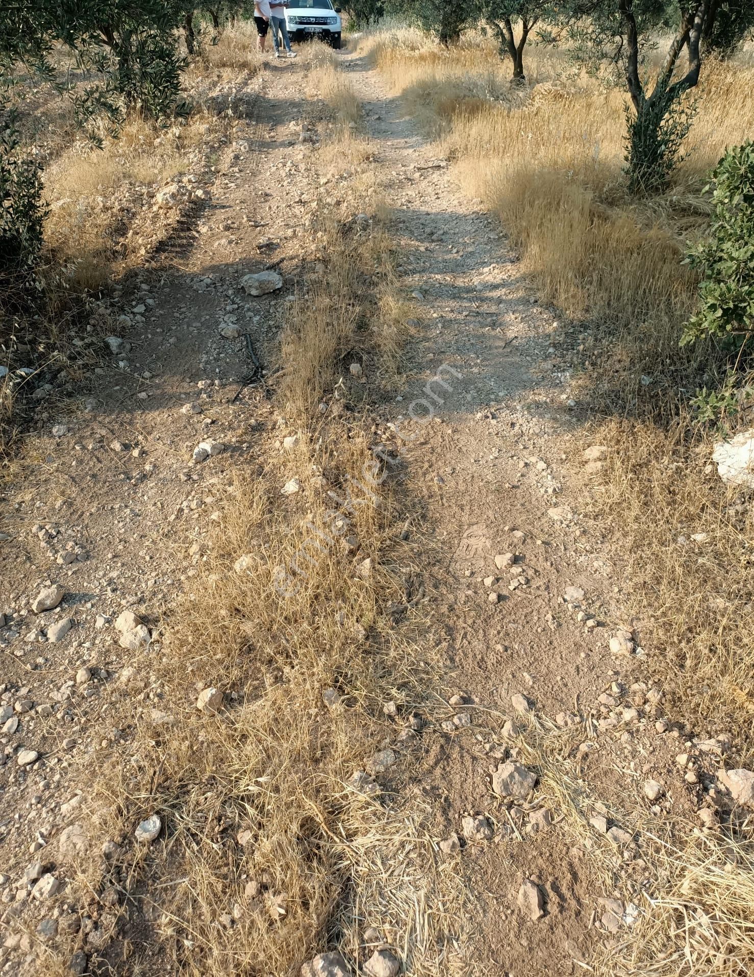 Acil Fiyat Düştü Yatırımlık Satılık Zeytinlik - Görsel 17