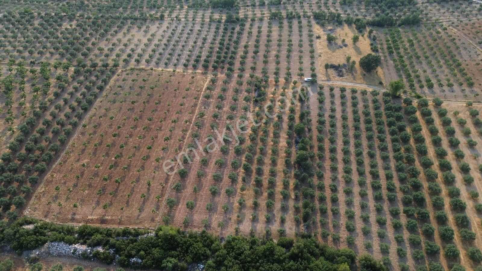 Acil Fiyat Düştü Yatırımlık Satılık Zeytinlik - Görsel 5