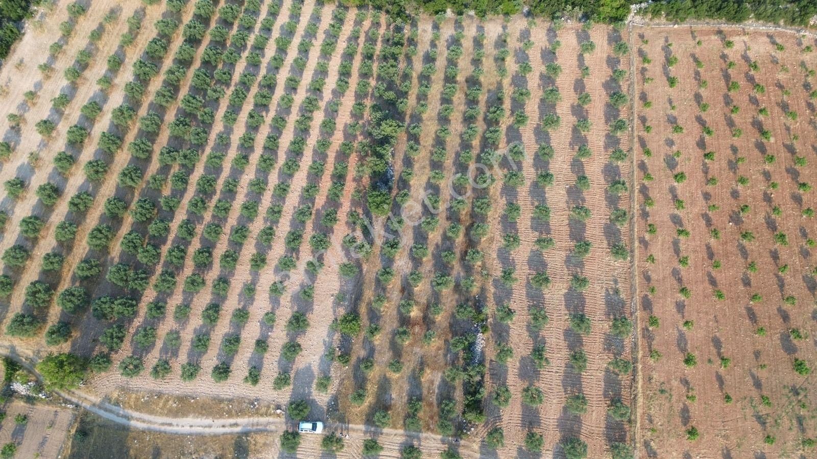 Acil Fiyat Düştü Yatırımlık Satılık Zeytinlik - Görsel 16