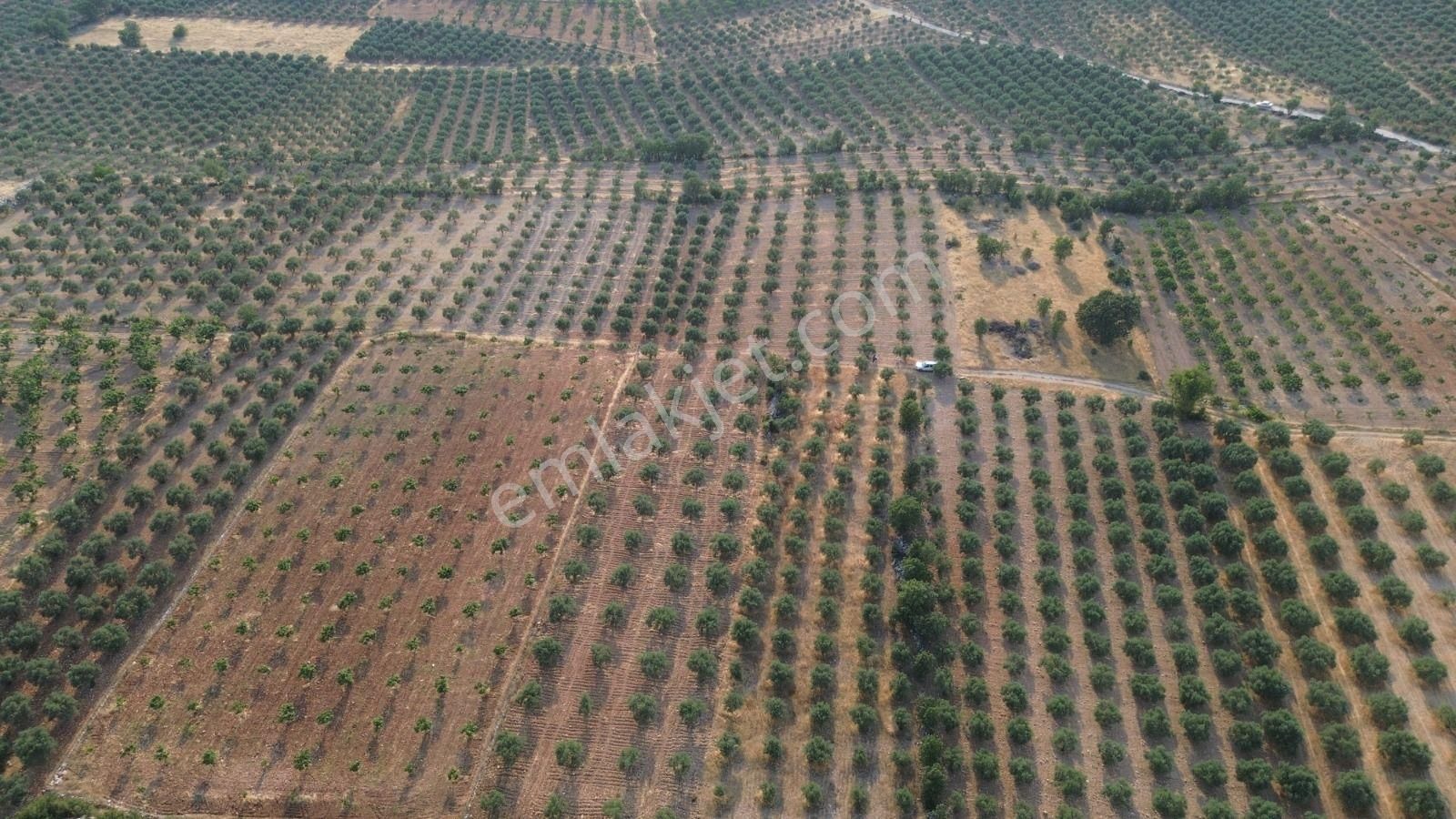 Acil Fiyat Düştü Yatırımlık Satılık Zeytinlik - Görsel 9