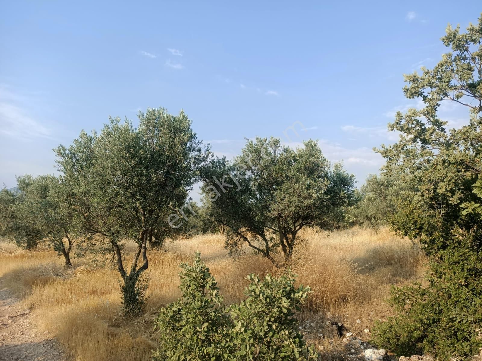 Acil Fiyat Düştü Yatırımlık Satılık Zeytinlik - Görsel 6