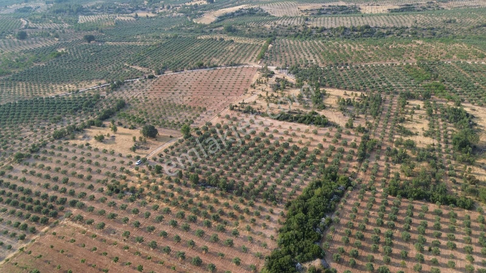 Acil Fiyat Düştü Yatırımlık Satılık Zeytinlik - Görsel 19