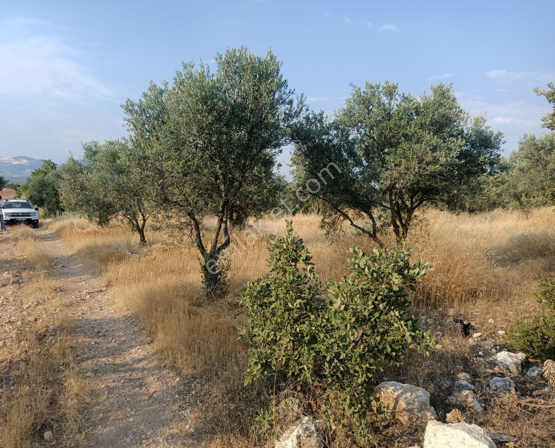 Acil Fiyat Düştü Yatırımlık Satılık Zeytinlik - Görsel 4