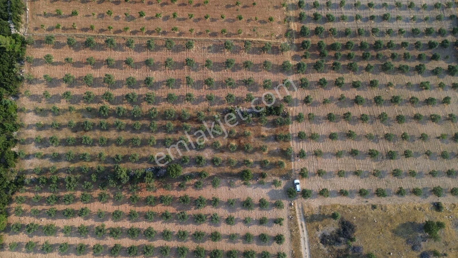 Acil Fiyat Düştü Yatırımlık Satılık Zeytinlik - Görsel 10